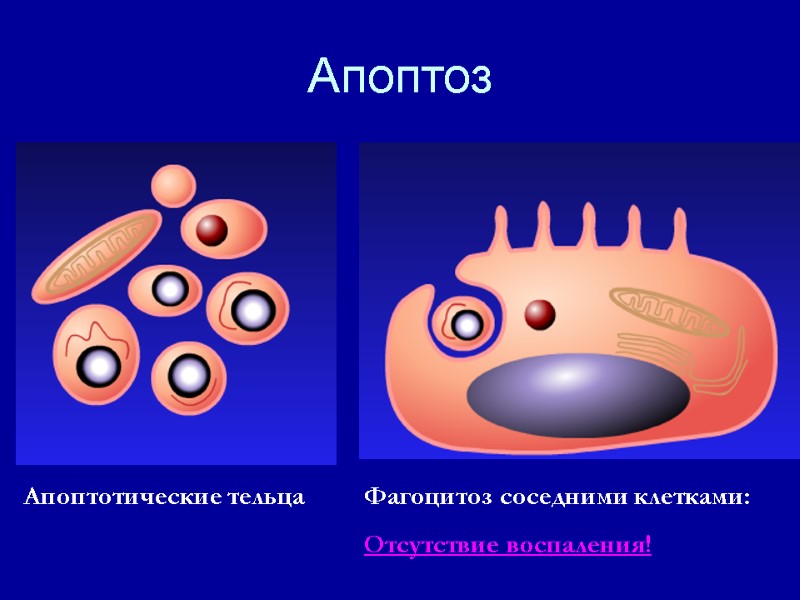 Апоптоз Апоптотические тельца Фагоцитоз соседними клетками: Отсутствие воспаления!
